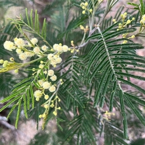 Acacia mearnsii at Aranda, ACT - 11 Nov 2024