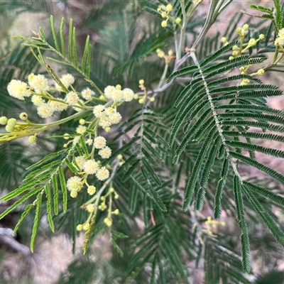 Acacia mearnsii (Black Wattle) at Aranda, ACT - 11 Nov 2024 by RWPurdie