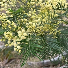 Acacia mearnsii at Aranda, ACT - 11 Nov 2024