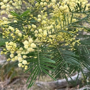 Acacia mearnsii at Aranda, ACT - 11 Nov 2024