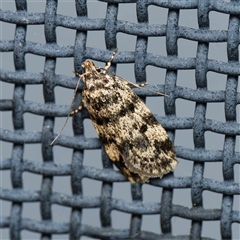 Barea codrella (A concealer moth) at Harrison, ACT - 5 Nov 2024 by DPRees125