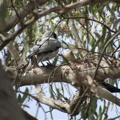 Coracina novaehollandiae (Black-faced Cuckooshrike) at Jerrabomberra, NSW - 9 Nov 2024 by KShort