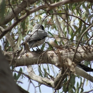 Coracina novaehollandiae at Jerrabomberra, NSW - 10 Nov 2024