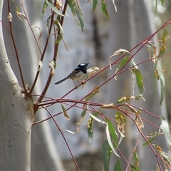 Malurus cyaneus (Superb Fairywren) at Jerrabomberra, NSW - 10 Nov 2024 by KShort