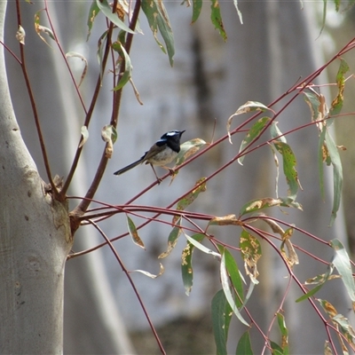 Malurus cyaneus (Superb Fairywren) at Jerrabomberra, NSW - 10 Nov 2024 by KShort