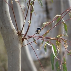 Malurus cyaneus at Jerrabomberra, NSW - 10 Nov 2024