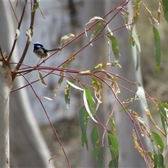 Malurus cyaneus at Jerrabomberra, NSW - 10 Nov 2024