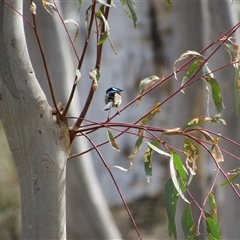 Malurus cyaneus at Jerrabomberra, NSW - 10 Nov 2024