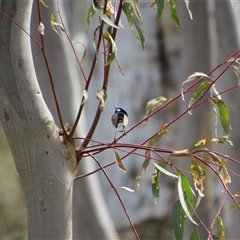 Malurus cyaneus at Jerrabomberra, NSW - 10 Nov 2024 10:54 AM