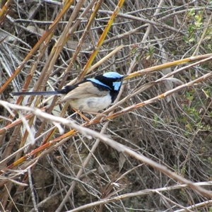 Malurus cyaneus at Jerrabomberra, NSW - 10 Nov 2024 10:55 AM