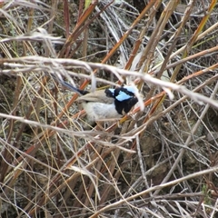 Malurus cyaneus at Jerrabomberra, NSW - 10 Nov 2024