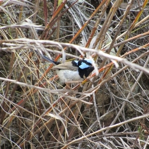 Malurus cyaneus at Jerrabomberra, NSW - 10 Nov 2024