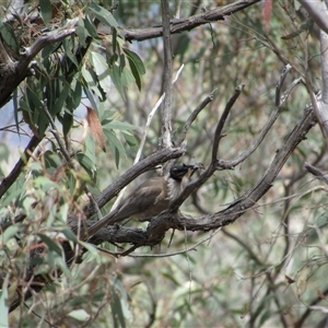 Philemon corniculatus at Jerrabomberra, NSW - 10 Nov 2024