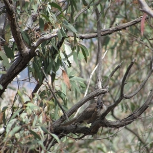 Philemon corniculatus at Jerrabomberra, NSW - 10 Nov 2024