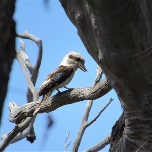 Dacelo novaeguineae at Jerrabomberra, NSW - 10 Nov 2024