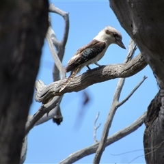 Dacelo novaeguineae at Jerrabomberra, NSW - 10 Nov 2024