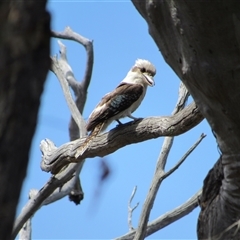 Dacelo novaeguineae at Jerrabomberra, NSW - 10 Nov 2024