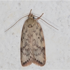 Garrha (genus) (A concealer moth) at Melba, ACT - 7 Nov 2024 by kasiaaus