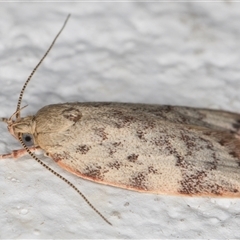 Garrha (genus) at Melba, ACT - 7 Nov 2024 11:14 PM