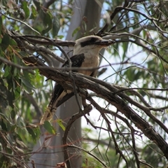 Dacelo novaeguineae (Laughing Kookaburra) at Jerrabomberra, NSW - 10 Nov 2024 by KShort