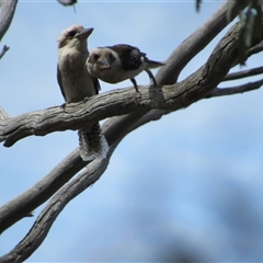 Dacelo novaeguineae (Laughing Kookaburra) at Jerrabomberra, NSW - 10 Nov 2024 by KShort