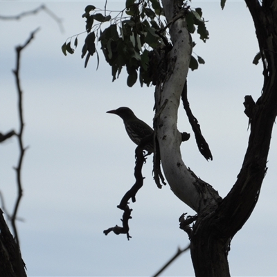 Oriolus sagittatus (Olive-backed Oriole) at Jerrabomberra, NSW - 10 Nov 2024 by KShort