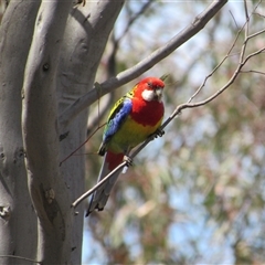 Platycercus eximius (Eastern Rosella) at Jerrabomberra, NSW - 10 Nov 2024 by KShort