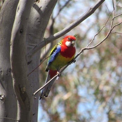 Platycercus eximius (Eastern Rosella) at Jerrabomberra, NSW - 10 Nov 2024 by KShort