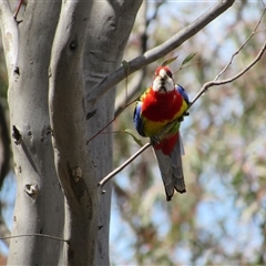 Platycercus eximius at Jerrabomberra, NSW - 10 Nov 2024