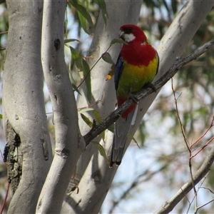 Platycercus eximius at Jerrabomberra, NSW - 10 Nov 2024