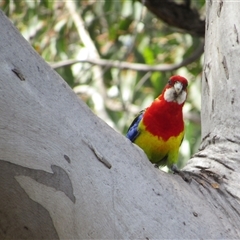 Platycercus eximius (Eastern Rosella) at Jerrabomberra, NSW - 10 Nov 2024 by KShort