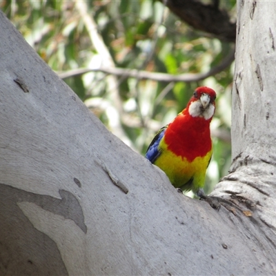 Platycercus eximius (Eastern Rosella) at Jerrabomberra, NSW - 10 Nov 2024 by KShort