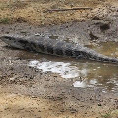 Tiliqua scincoides scincoides (Eastern Blue-tongue) at Jerrabomberra, NSW - 10 Nov 2024 by KShort