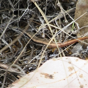 Morethia boulengeri at Jerrabomberra, NSW - 10 Nov 2024 11:52 AM