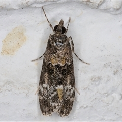 Eudonia protorthra (A Scopariine moth) at Melba, ACT - 8 Nov 2024 by kasiaaus