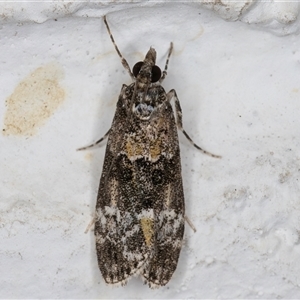 Eudonia protorthra at Melba, ACT - 8 Nov 2024