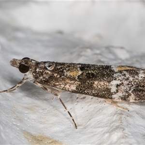 Eudonia protorthra at Melba, ACT - 8 Nov 2024