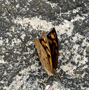 Heteronympha merope at Broulee, NSW by ssflor