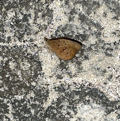 Heteronympha merope at Broulee, NSW - 11 Nov 2024