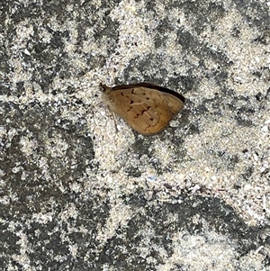 Heteronympha merope at Broulee, NSW - 11 Nov 2024 04:20 PM