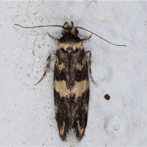 Catadoceta xanthostephana at Melba, ACT - 8 Nov 2024