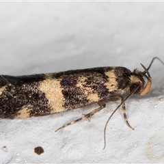 Catadoceta xanthostephana at Melba, ACT - 8 Nov 2024