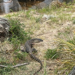 Varanus rosenbergi at Rendezvous Creek, ACT - suppressed