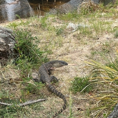 Varanus rosenbergi (Heath or Rosenberg's Monitor) at Rendezvous Creek, ACT - 11 Nov 2024 by Sugerz