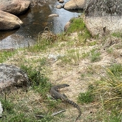 Varanus rosenbergi at Rendezvous Creek, ACT - suppressed