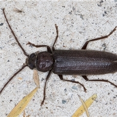 Unidentified Longhorn beetle (Cerambycidae) at Melba, ACT - 8 Nov 2024 by kasiaaus