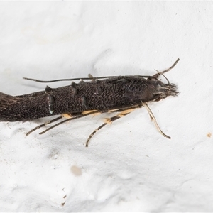 Leptozestis and Trachydora (genera) at Melba, ACT - 8 Nov 2024 10:44 PM