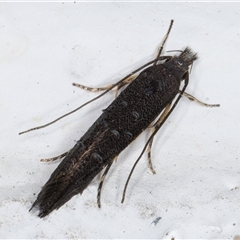 Leptozestis and Trachydora (genera) at Melba, ACT - 8 Nov 2024 10:44 PM