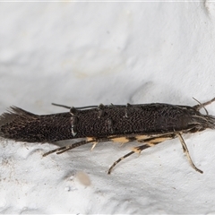 Leptozestis and Trachydora (genera) at Melba, ACT - 8 Nov 2024 10:44 PM