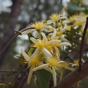 Clematis aristata at Palerang, NSW - 11 Nov 2024